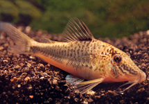 PANTSERMEERVAL SEMIAQUILUS