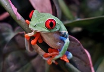 AGALYCHNIS CALLIDRYAS S