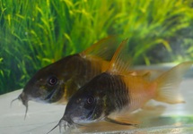 PANTSERMEERVAL CW217