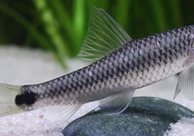 SUCEUR RÉTICULE