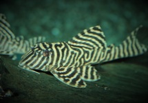 L333 MAZE ZEBRA PLECO