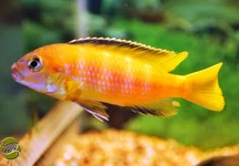 Cichlidé Africain