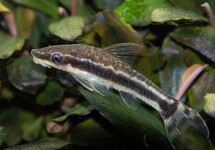 OTOCINCLUS VITTATUS L