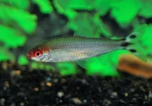 HEMIGRAMMUS BLEHERI M
