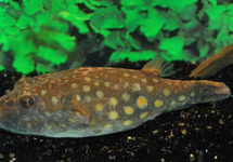 PUFFER ABEI M/L
