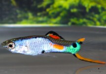 GUPPY ENDLER SILVERADO (M/F)