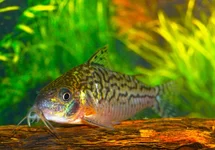 PANTSERMEERVAL SODALIS COLOMBIA