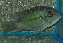 HOPLARCHUS PSITTACUS S/M