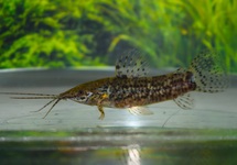 CASCADURE MEGALECHIS NANAY