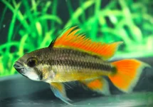 APISTOGRAMMA CACATUOIDES ORANGE M/L