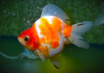 FANTAIL RYUKIN SHORTTAIL MIX