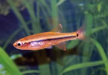 TANICHTHYS MICAGEMMAE L
