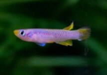 KILLIFISH POLLI