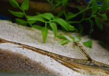 STURISOMATICHTHYS AUREUS L