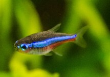 GREEN NEON TETRA