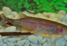 RÜSSELFISCH BRACHYISTIUS