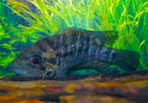 LEOPARDENBUNTBARSCH