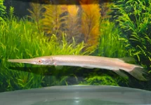 SHORTNOSE GAR ALBINO