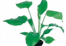 Echinodorus palifolius - PE