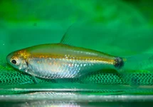 SAO PAULO TETRA