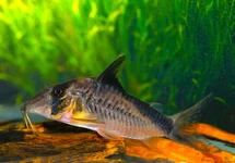 CORYDORAS SIMULATUS L