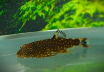 BORNEO SUCKER
