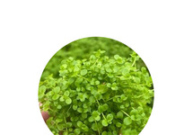 Micranthemum monte carlo in pot (p5)