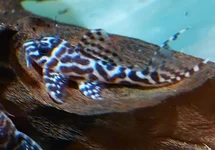 L400 HYPANCISTRUS
