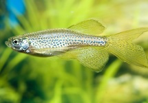 LUIPAARDDANIO SLUIER