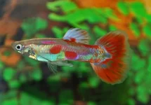POEC. RET. PIGEON BLOOD MALE M