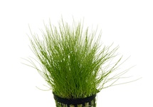 Eleocharis parvulus (laag) in pot (p5)