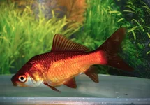 POISSON ROUGE JAUNE/NOIR