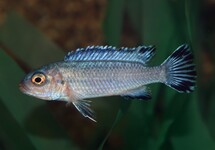 PINDANI CICHLID