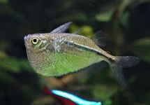 SILBERBEILBAUCH