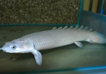 KWASTVINSNOEK SENEGAL