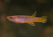 PRACHTKÄRPFLING AHLI