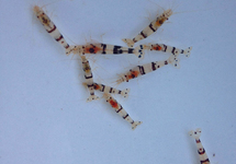 RACCOON TIGER SHRIMP