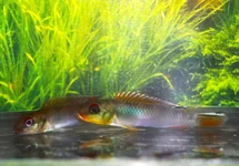 NANOCH.TEUGELIS BANDUNDU ONLY MALE M