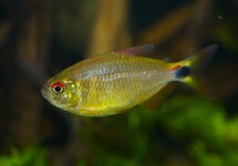 TETRA  PRETOENSIS