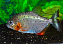 ROODBUIK PIRANHA