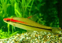 SAHYADRIA DENISONII M