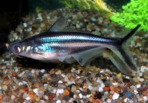 SILURE-REQUIN
