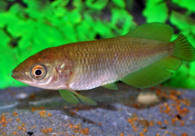 AFRICAN AROWANA