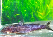 CHILOGLANIS SP. CONGO L