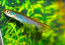 KILLIVIS POLLI