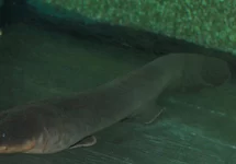 ELECTROPHORUS ELECTRICUS L