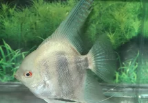 MAANVIS PLATINUM STRIPED