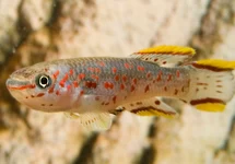 FUNDULOPANCHAX GARDNERI M