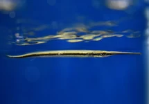 FRESHWATER NEEDLEFISH