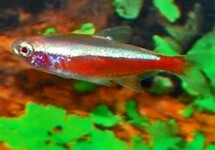 CARDINALIS DORÉ